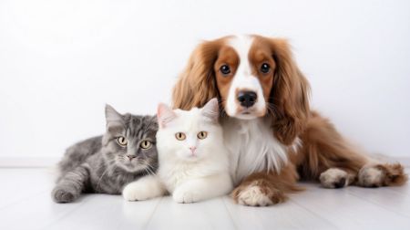 Picture for category Pet Supplies